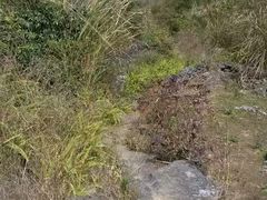 -南宁良凤江国家森林公园