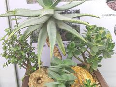 -北京植物园-展览温室