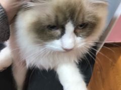 -李小姐の猫咖啡馆(五角场店)