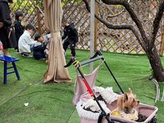 -正宗火盆自助烧烤·烤全羊·柴火鸡(龙泉山店)