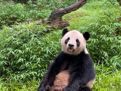 -广州长隆野生动物世界