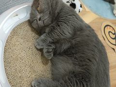 -COLOR PETS 撸猫馆·购猫·猫咖(长风大悦城店)
