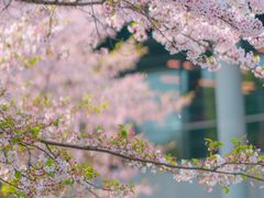 -上海辰山植物园