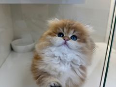 -小猫来了·猫舍(红山六九七九店)