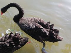 -五缘湾湿地公园