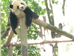 -都江堰中华大熊猫苑