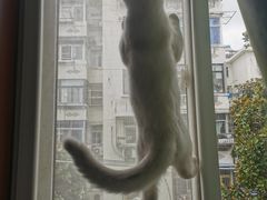 -欣宠猫屋·矮脚拿破仑·蓝金金渐层