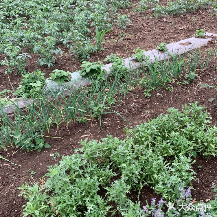又到了采摘菜类的季节 为了食品安全 今年选择了小溪菜