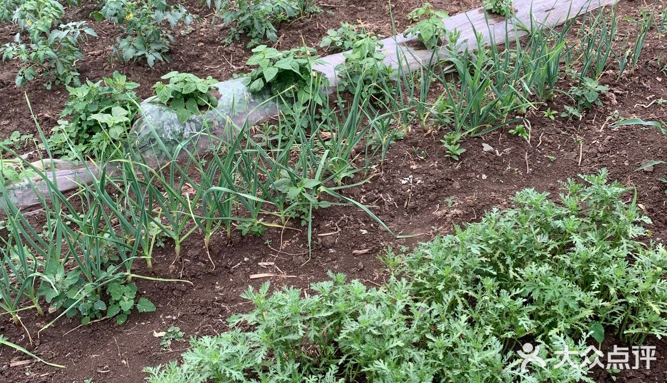 又到了采摘菜类的季节 为了食品安全 今年选择了小溪菜