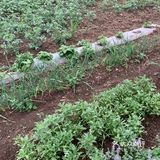 又到了采摘菜类的季节 为了食品安全 今年选择了小溪菜