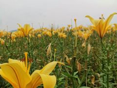 -径山花海