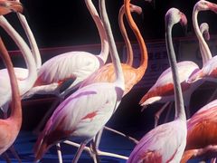 -广州长隆国际大马戏