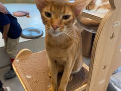 -飞行喵MR PILOT|猫舍·猫咖(静安大融城店)