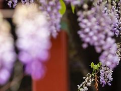 -北京国子监胡同