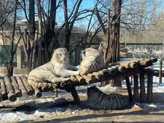 -北京野生动物园