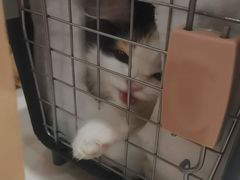 -艾贝尔宠物医院·24H转诊中心·肿瘤猫专科(江宁双龙店)