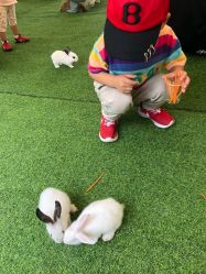 -萌宠亲子动物乐园(槐房万达店)