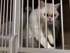 -芭比堂爱心动物医院(柯桥康爱分院)