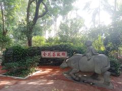 -金花茶公园
