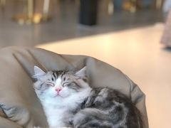 -飞行喵MR PILOT|猫舍·猫咖(静安大融城店)