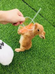 -萌宠亲子动物乐园(槐房万达店)