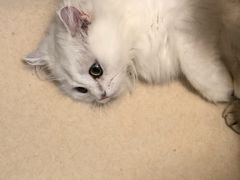 -猫在这儿猫咪咖啡馆·撸猫馆