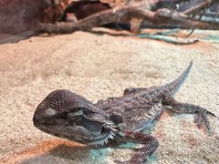 -帕帕拉兹宠物(亚洲旗舰店)