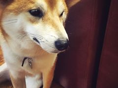 -柴务处·柴犬主题狗咖