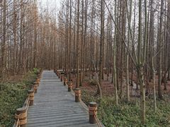 -桤木河湿地公园