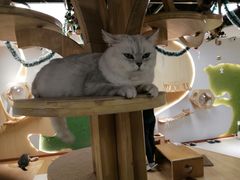 -猫和宫(六道口店)