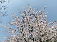 -新虹桥中心花园