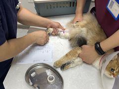 -中农国际动物医院24小时·猫科·骨科·急重症中心