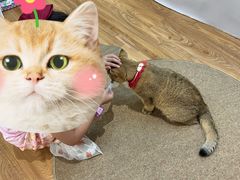 -COLOR PETS 撸猫馆·购猫·猫咖(长风大悦城店)