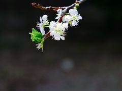 -厦门园林博览苑