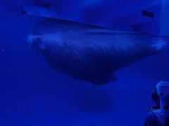 -烟台海昌鲸鲨海洋公园