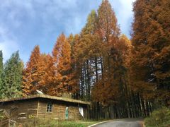 -武陵山森林公园