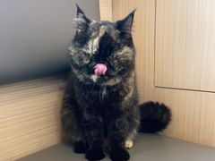 -喵园·猫主题咖啡厅·撸猫·猫咖(国贸店)