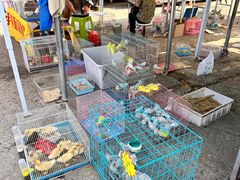 -中环花鸟鱼虫市场
