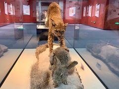 -国家自然博物馆