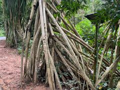 -中国科学院西双版纳热带植物园