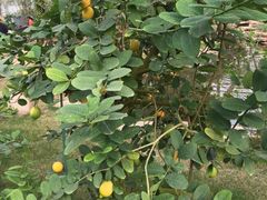 -南通洲际绿博园