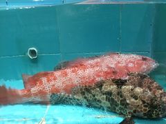 -强记海鲜·大排档(蛇口新街店)