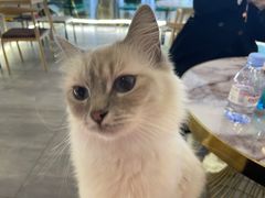 -喵喵咪呀布偶猫咖(春熙路店)