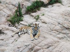 -西霞口神雕山野生动物世界