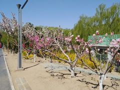 -大兴滨河森林公园