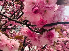 -胡马八破·川菜小馆(高新万达店)