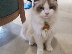 大堂-藏猫猫咖啡主题馆(中央大道店)