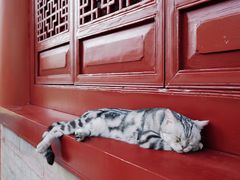 -西安大兴善寺