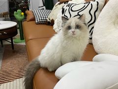 -lincat·猫舍(广州店)