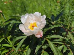 -乌拉盖芍药谷景区